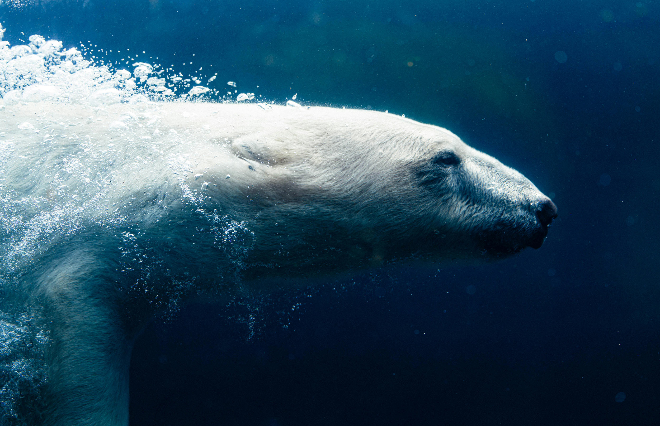 polar bear swimming cool waters