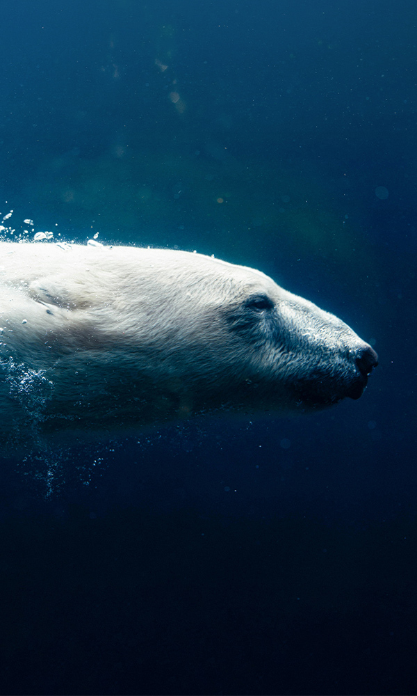 polar bear swimming cool waters